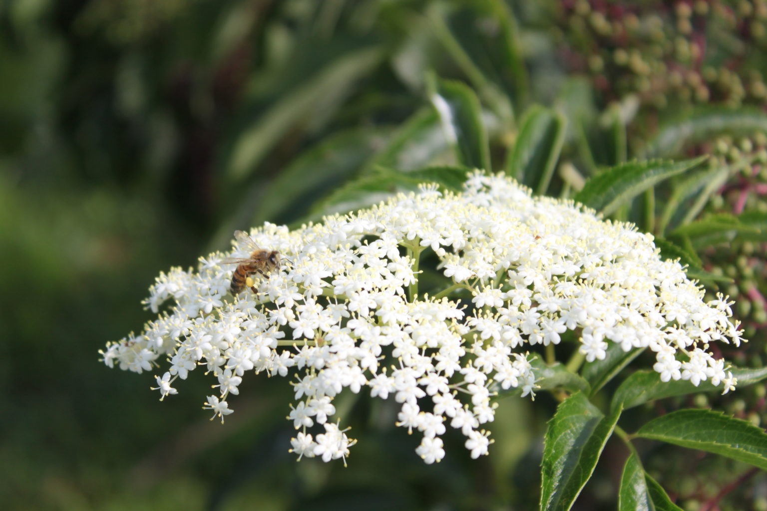 Appalachian Harvest Herb Hub™ Appalachian Sustainable Development