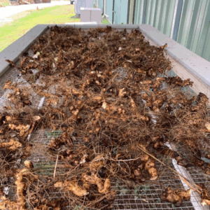 Wild Yam (Dioscorea villosa)