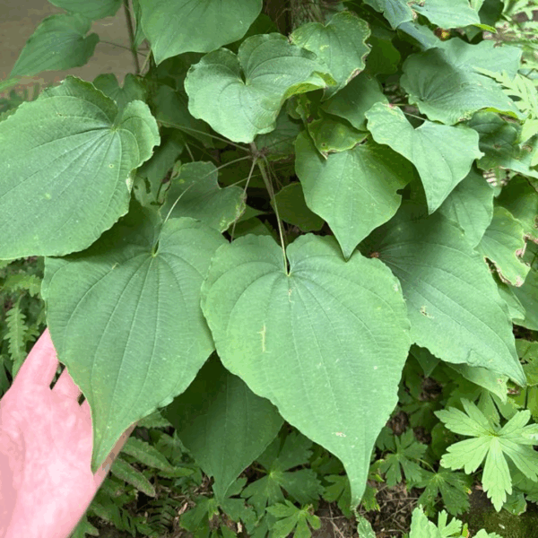 Wild Yam (Dioscorea villosa) - Image 2