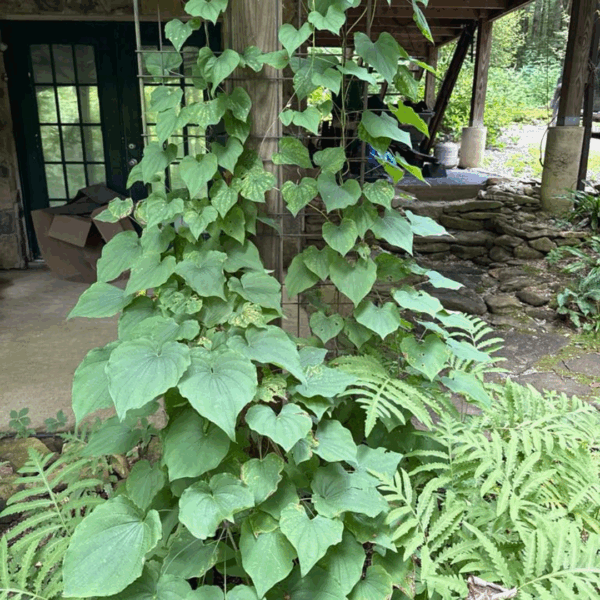 Wild Yam (Dioscorea villosa) - Image 3