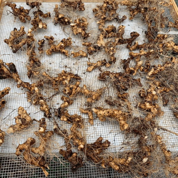 Wild Yam (Dioscorea villosa) - Image 4