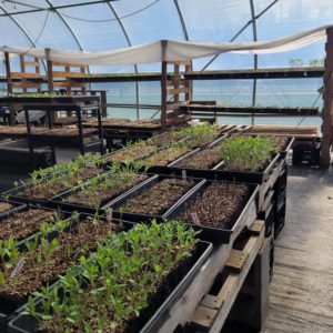 $4.00 Soil Block