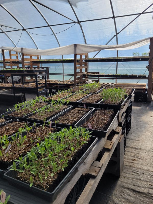 $4.00 Soil Block