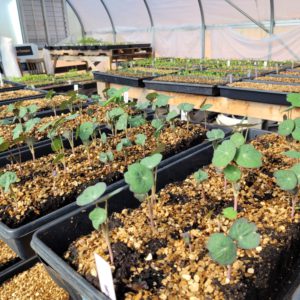 $3 Soil Block