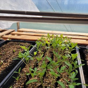 $2 Soil Block