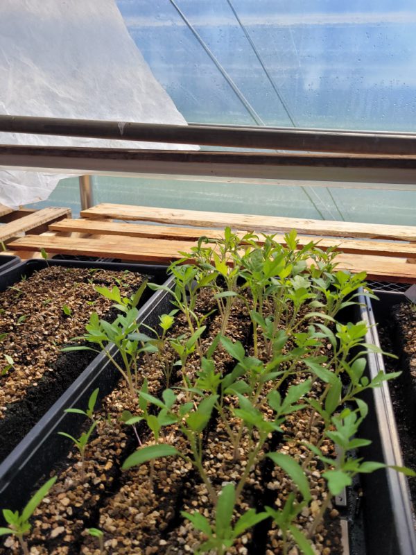 $2 Soil Block