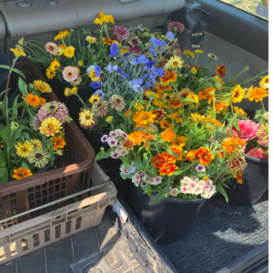 $4.00 - 4" Potted Flower