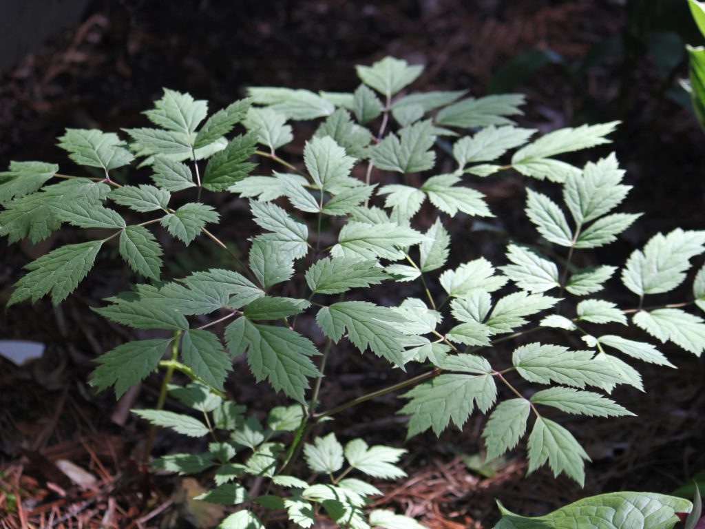 Black-Cohosh_8_KEC