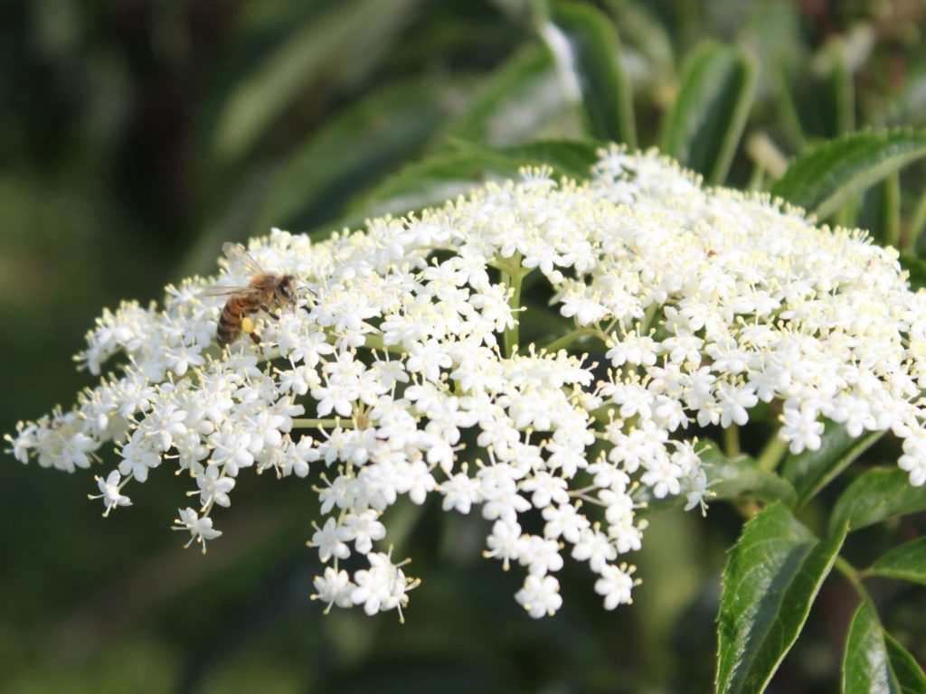 Elderberry-Flower-with-Honey-Bee